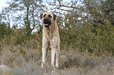 KANGAL 009